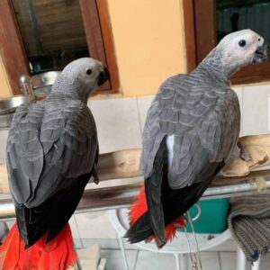 African Grey Parrot Pair for sale