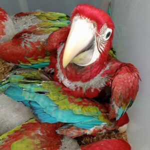 Baby Greenwing Macaw Parrot
