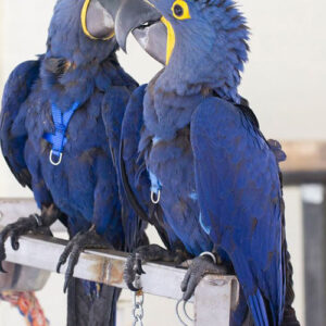 hyacinth macaw parrot for sale