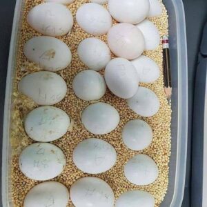 black palm cockatoo eggs for sale