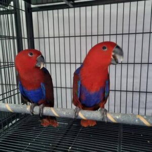 female solomon eclectus parrot for sale