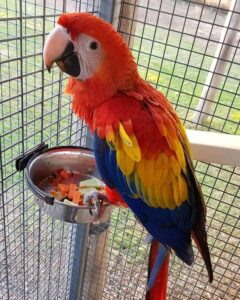 baby scarelet macaw for sale