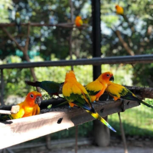where to buy sun conure online