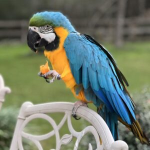 blue and gold macaw parrot for sale