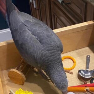 Timneh African Grey Parrot for sale