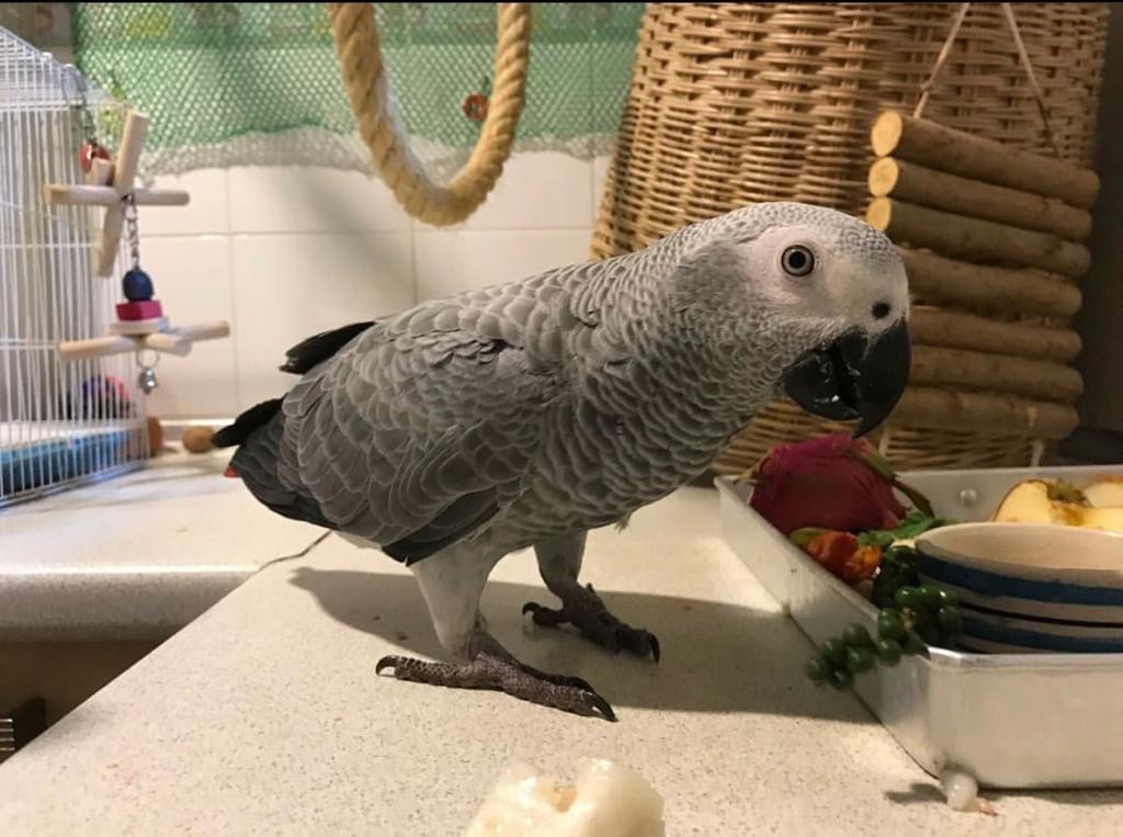 buy African grey parrot near me