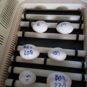 African Grey Parrot eggs for sale