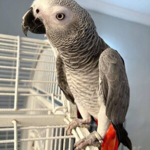 Congo African grey for sale online