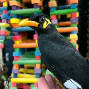 Common Hill Mynah bird for sale