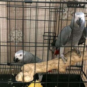 adult African grey parrot