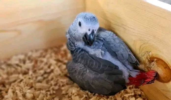 3 months old African grey