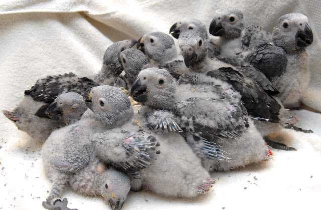baby African grey parrot hatchlings