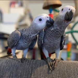 Red Factor African grey