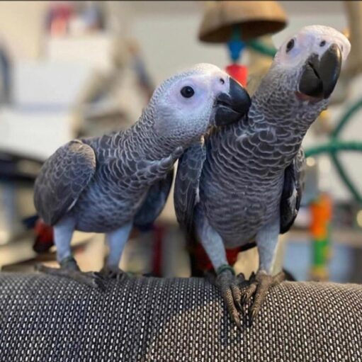baby African grey parrot