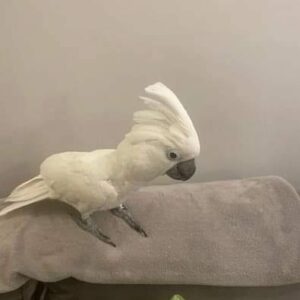 baby umbrella cockatoo