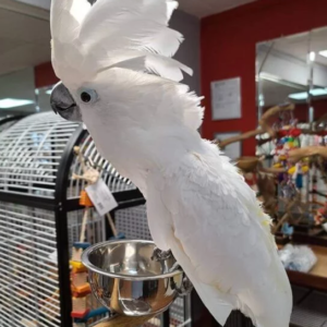 buy umbrella cockatoo